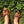 Women's Earthing Ballerina Elk Hide Slippers BB110E